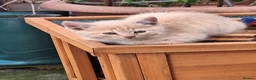 Mixed Breed cats for sale: 2 x cream males british shorthair cross bengal  in Kettering - Advert 6