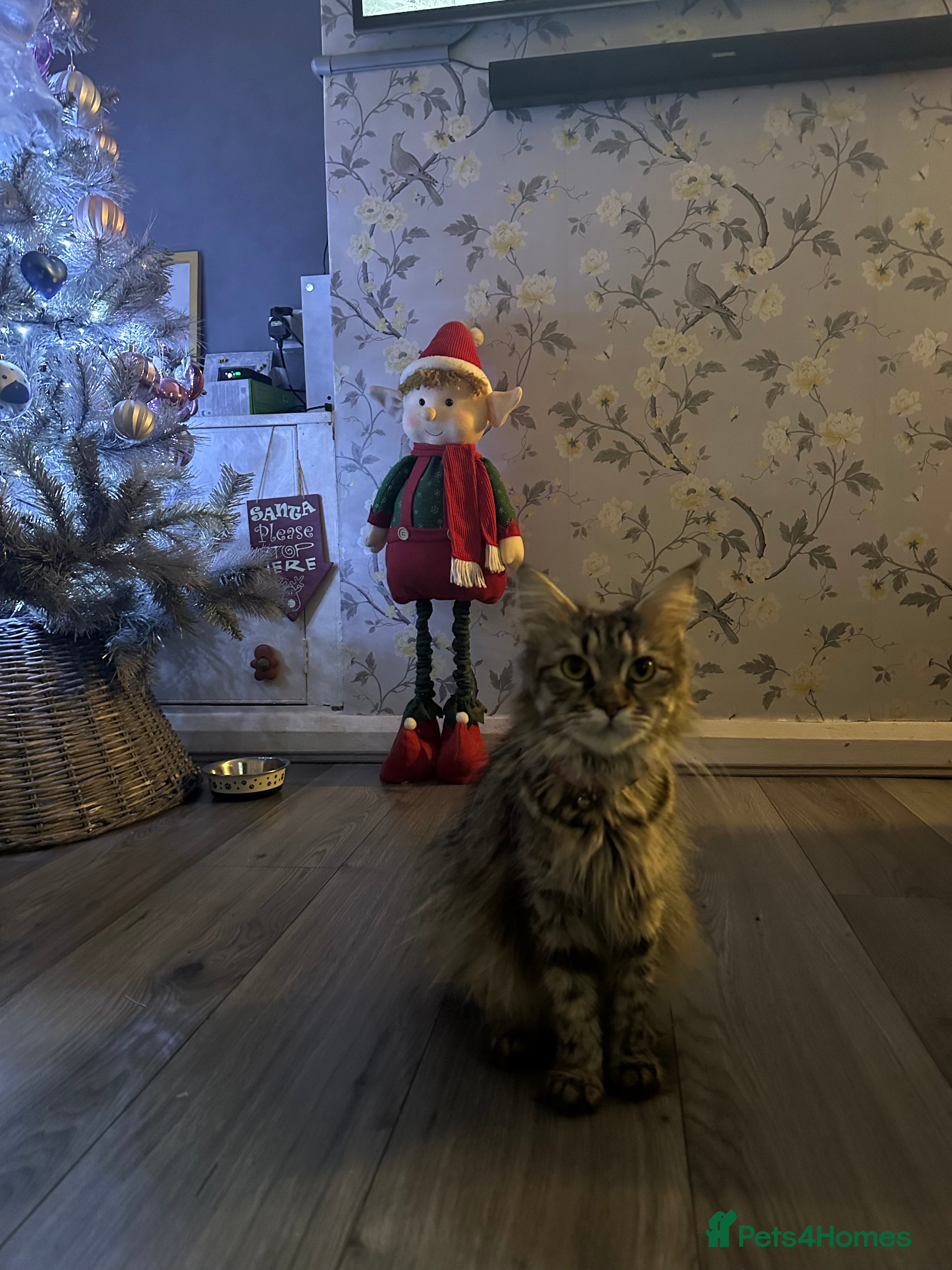 Maine Coon cats Maincoone kittens - Advert 2