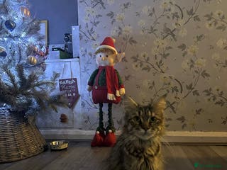 Maine Coon cats Maincoone kittens - Advert 15