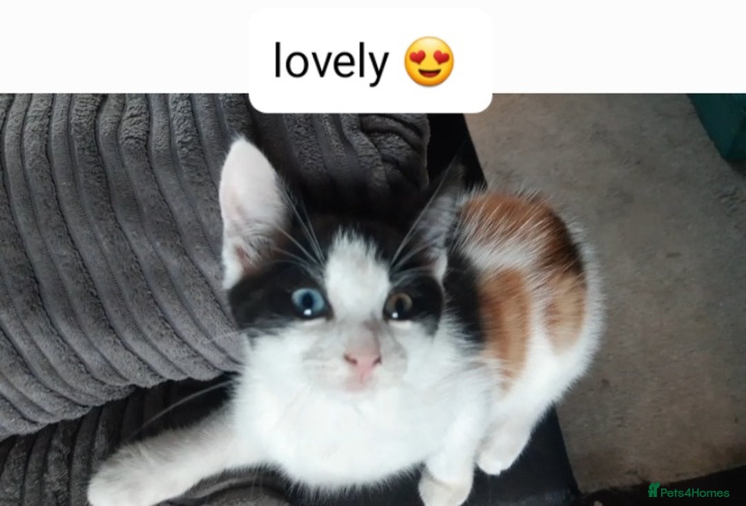 Mixed Breed cats for sale: Ready for their forever home - Image 3