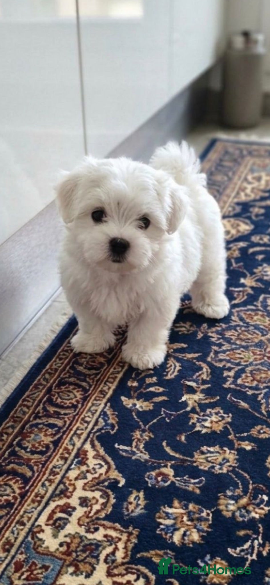 Maltese dogs Maltese - Advert 5