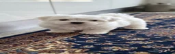 Maltese dogs for sale: Maltese - Advert 1