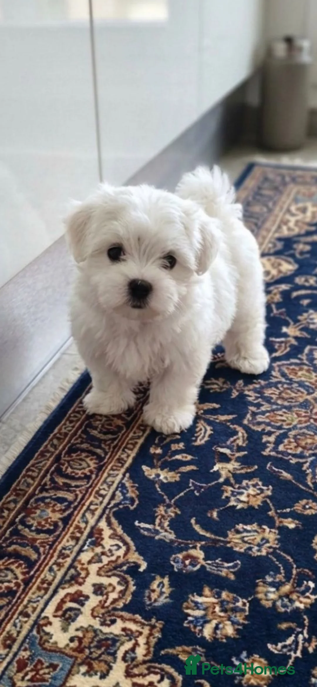 Maltese dogs for sale: Maltese - Advert 1