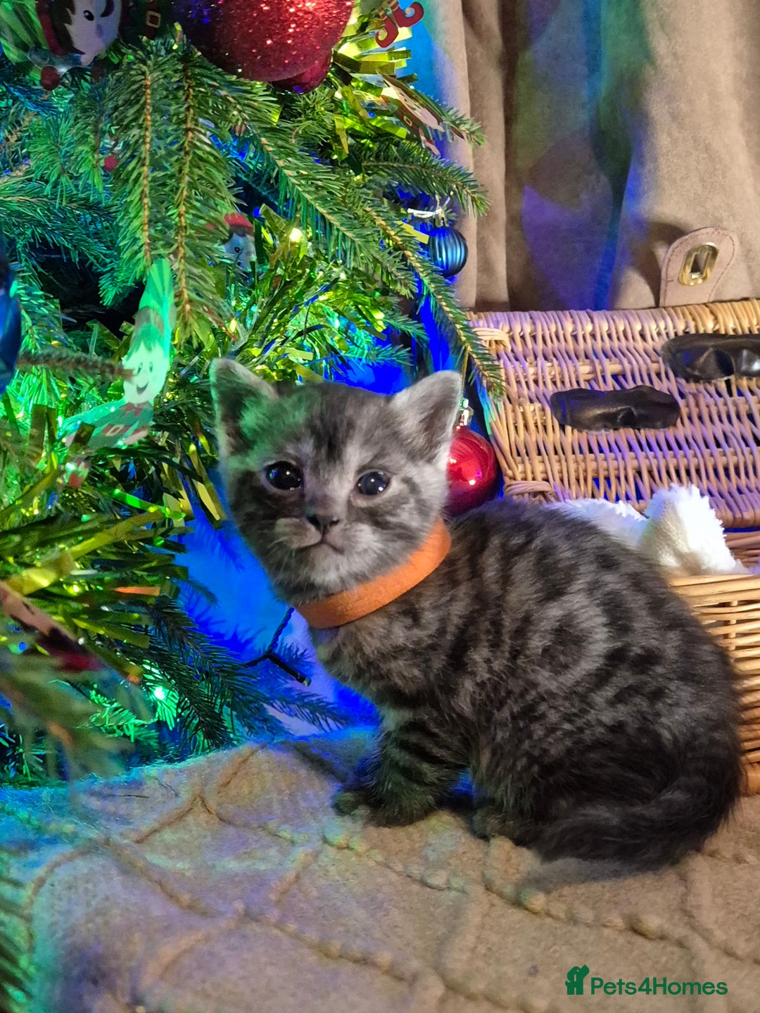 Bengal cats for sale: Bengal x British short hair - Advert 18