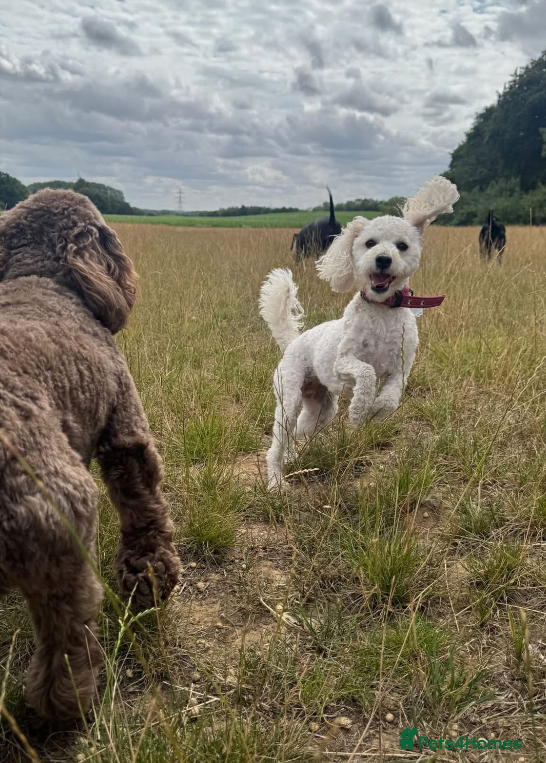 Miniature Poodle dogs for sale: Beautiful Miniature Poodles For Sale  - Image 8