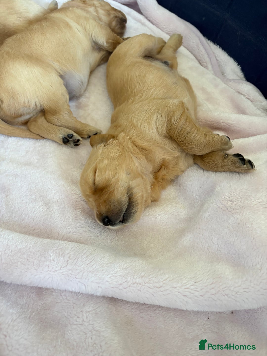 Golden Retriever dogs for sale: 5 gorgeous goldens left! - Image 19