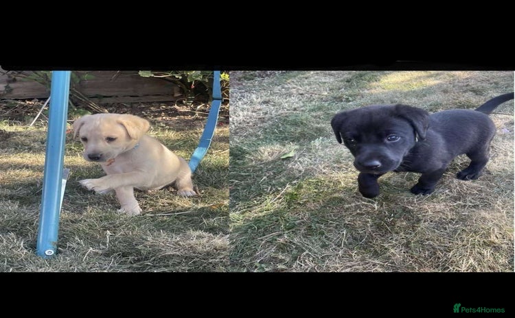 Mixed Breed dogs - Advert 11