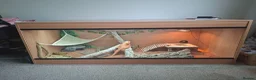 Bearded Dragon reptiles for sale: Bearded dragon  in Retford - Advert 4