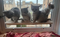 British Shorthair cats for sale: Beautiful British Shorthair Kittens... - Image 1