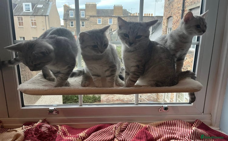 British Shorthair cats - Advert 1