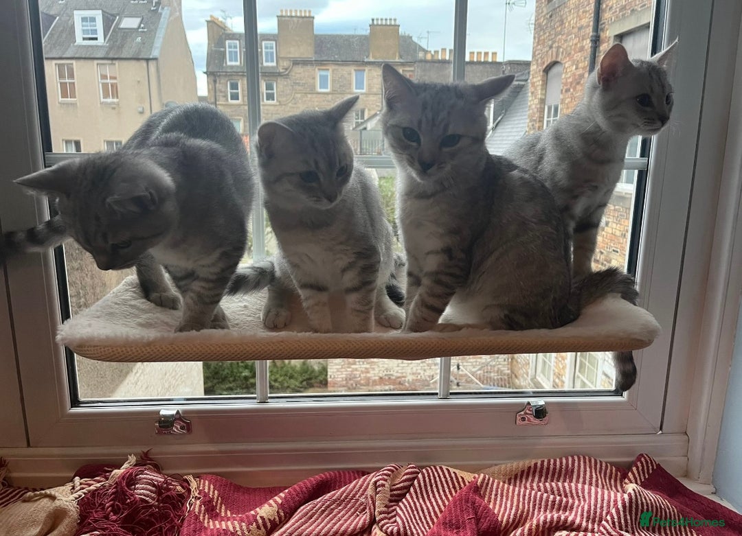 British Shorthair cats for sale: Beautiful British Shorthair Kittens... - Image 1