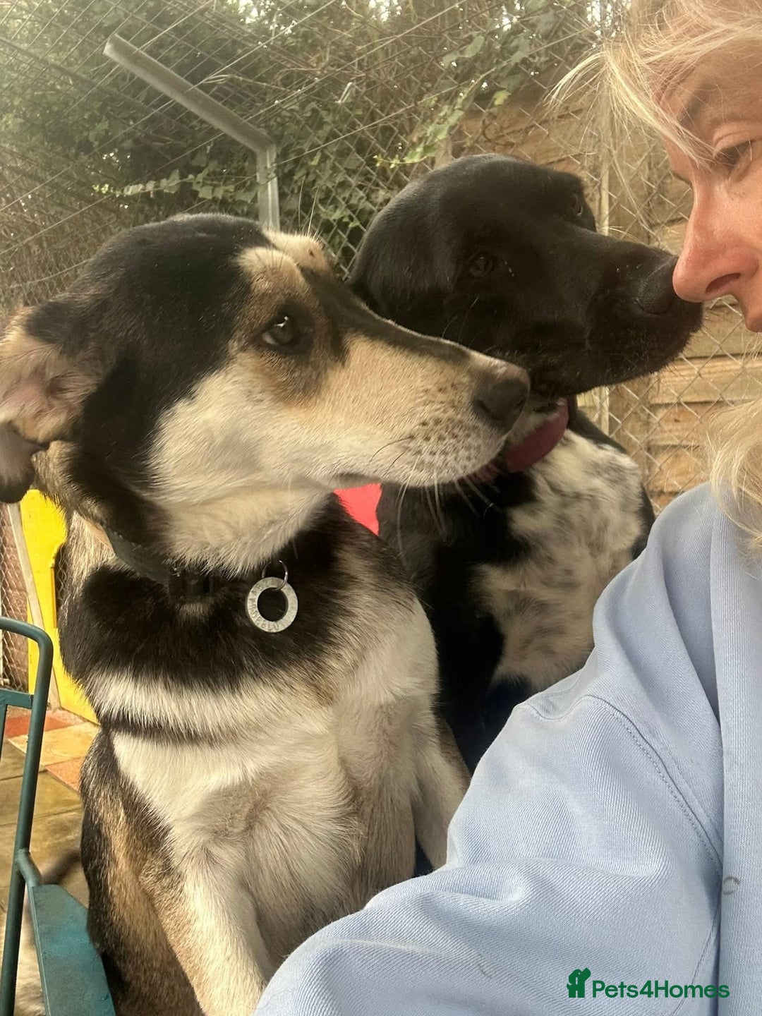Mixed Breed dogs for adoption: Travis - Norwich Norfolk  - Image 15