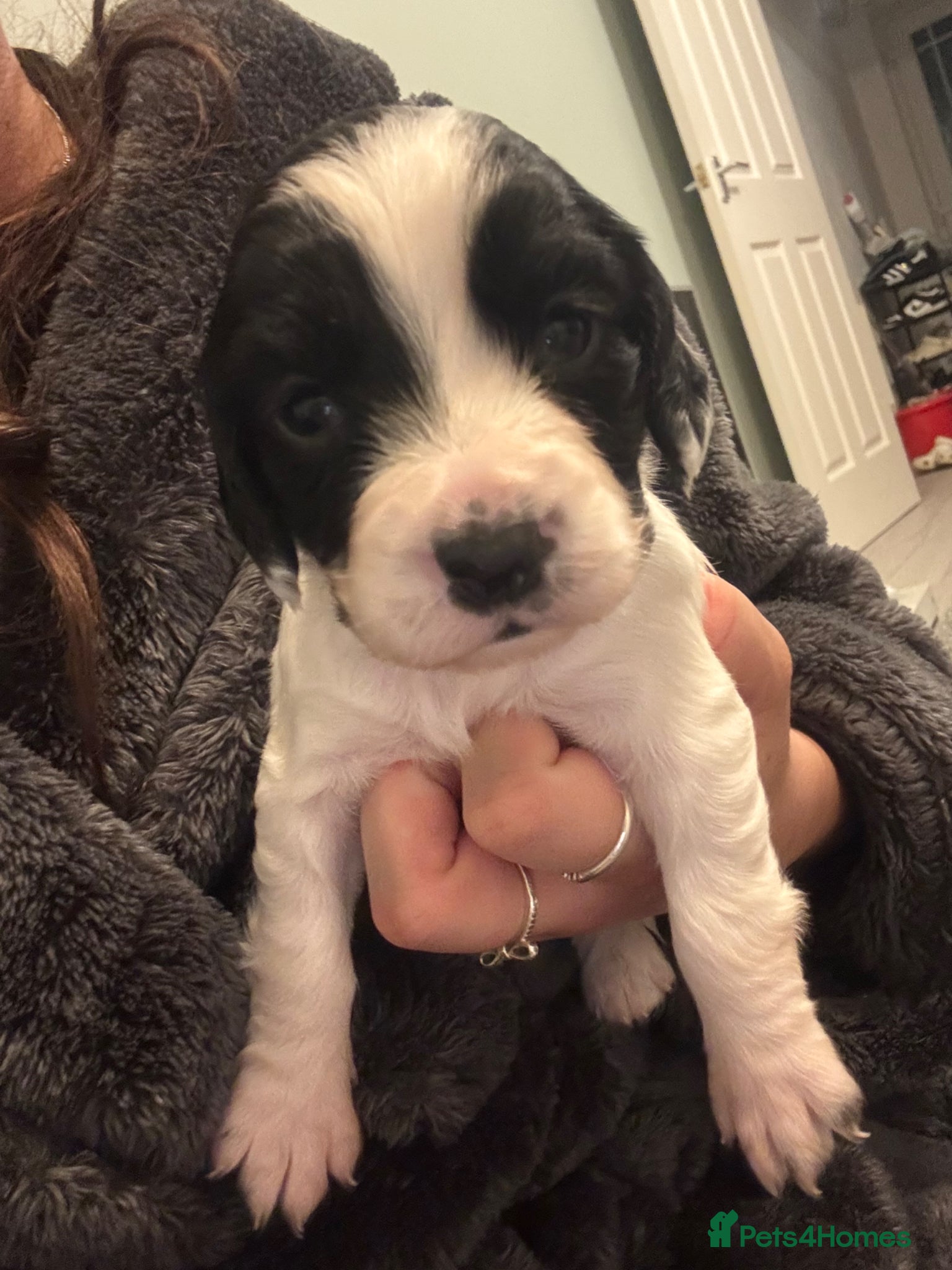 Cocker Spaniel dogs 4 LEFT! 7 stunning girl cocker spaniel puppies  - Advert 3