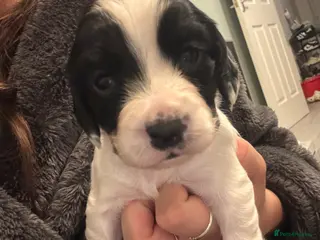 Cocker Spaniel dogs 4 LEFT! 7 stunning girl cocker spaniel puppies - Advert 3