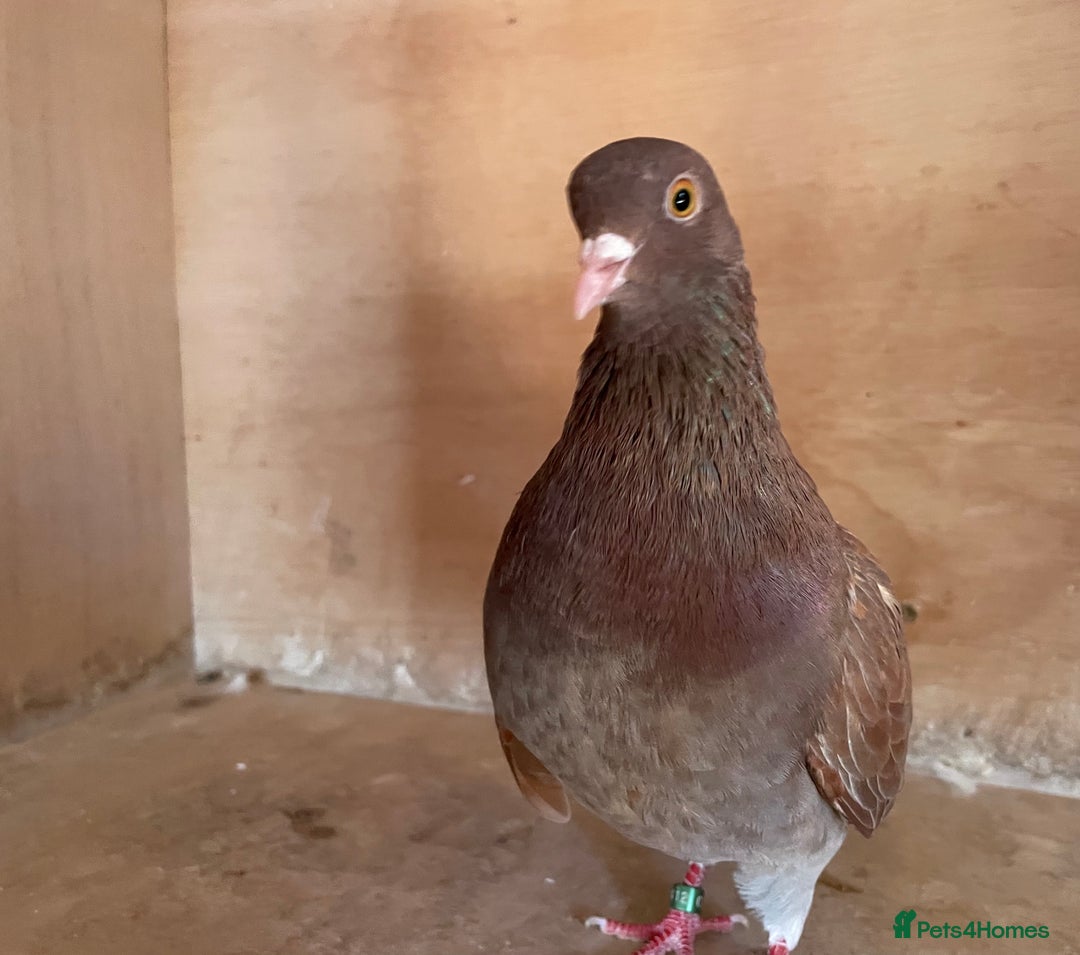 Pigeons birds for sale: Lovely Roller Pigeons For Sale  - Image 5