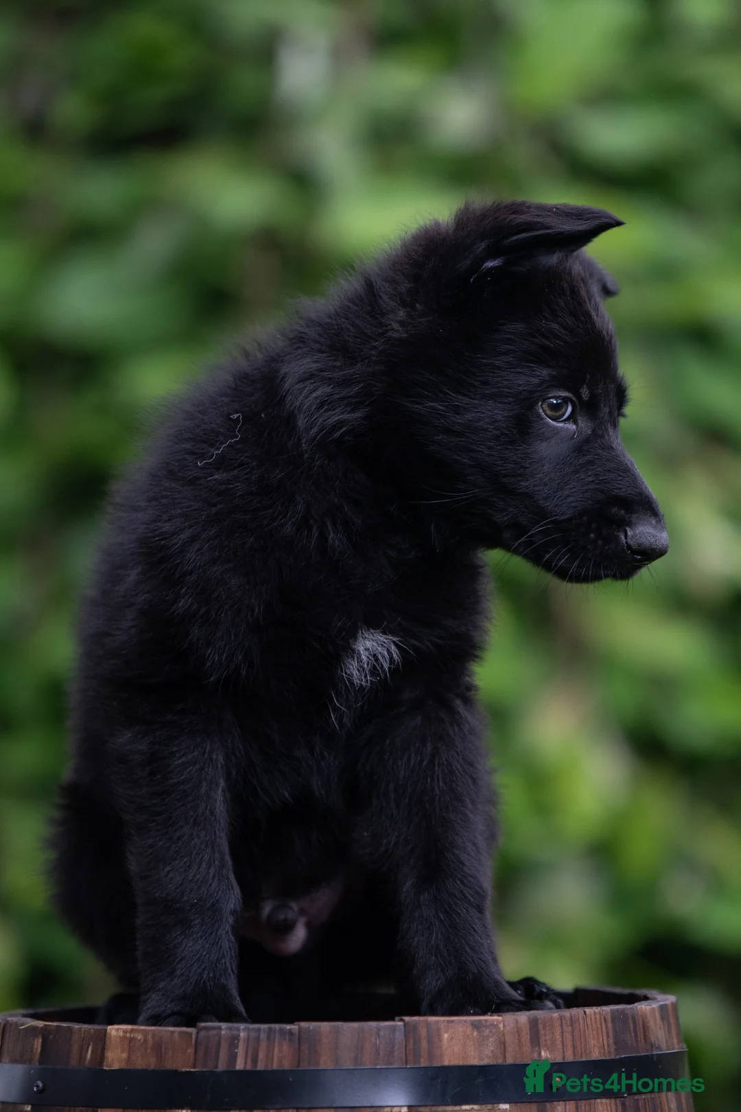 German Shepherd dogs for sale: Health tested MALE Czech German shepherd puppies - Advert 2
