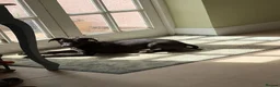 Whippet dogs for sale: Beautiful KC Whippet Puppies - Advert 7
