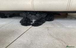 Poodle dogs for sale: Poodle x fully vaccinated  - Advert 10