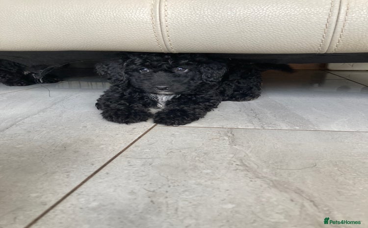 Poodle dogs - Advert 3