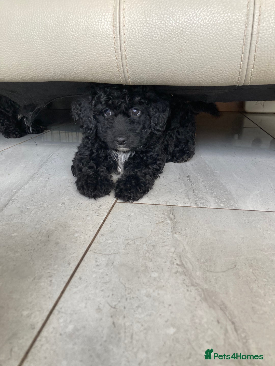 Poodle dogs for sale: Poodle x fully vaccinated  - Advert 10