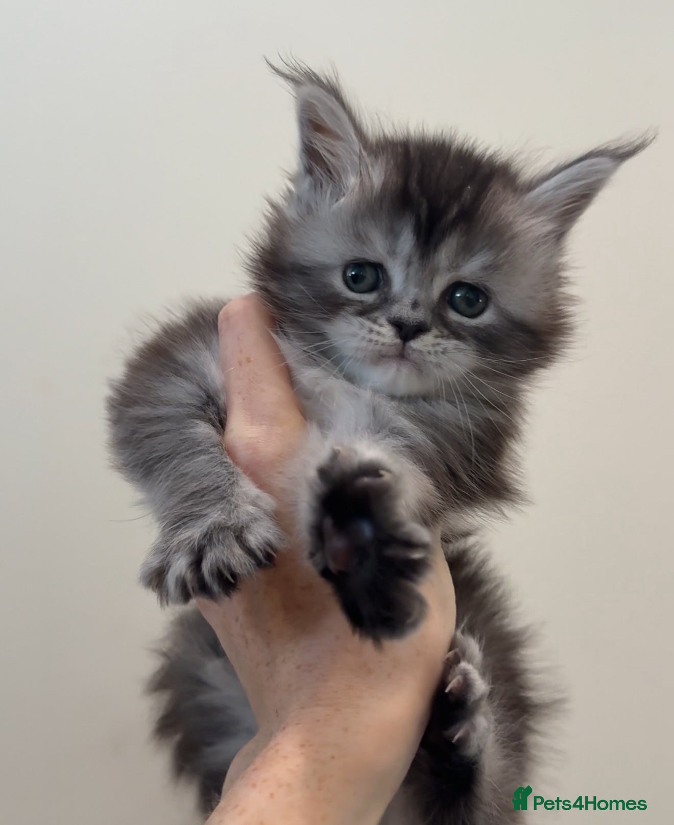 Maine Coon cats for sale: 💗RARE💗Imported lines, exceptional MC kittens😻⭐️ - Advert 1