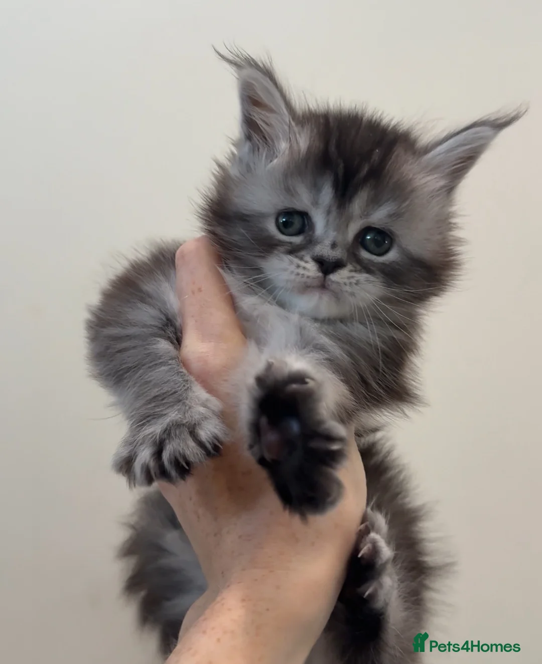 Maine Coon cats for sale: 💗RARE💗Imported lines, exceptional MC kittens😻⭐️ - Advert 1