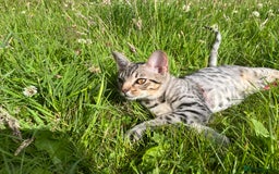 Ocicat cats for sale: Ocicat Kittens Available in Aberdeenshire in Alford - Image 13