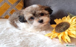 Shihpoo dogs for sale: Adorable little Shihpoo's, sold fully vaccinated - Image 29