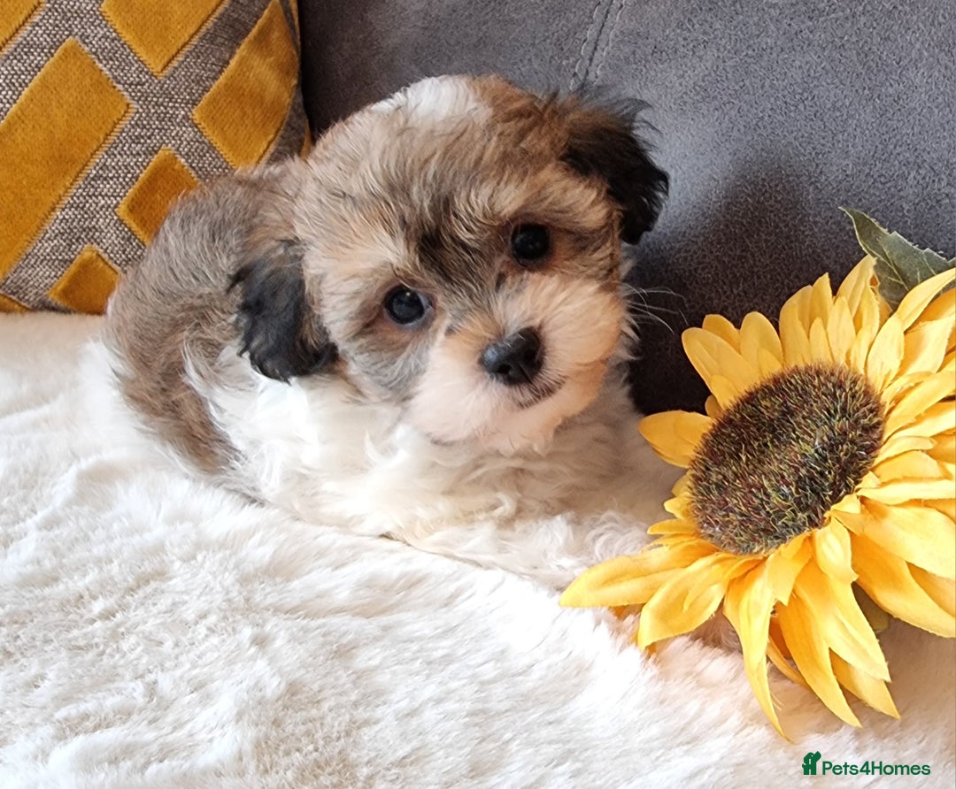 Shihpoo dogs for sale: Adorable little Shihpoo's, sold fully vaccinated - Image 29