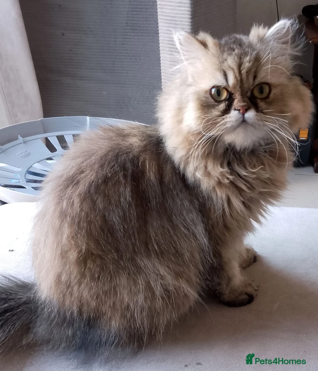 Persian cats for sale: Persian cat female in Ipswich - Advert 1