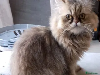 Persian cats Persian cat female - Advert 4