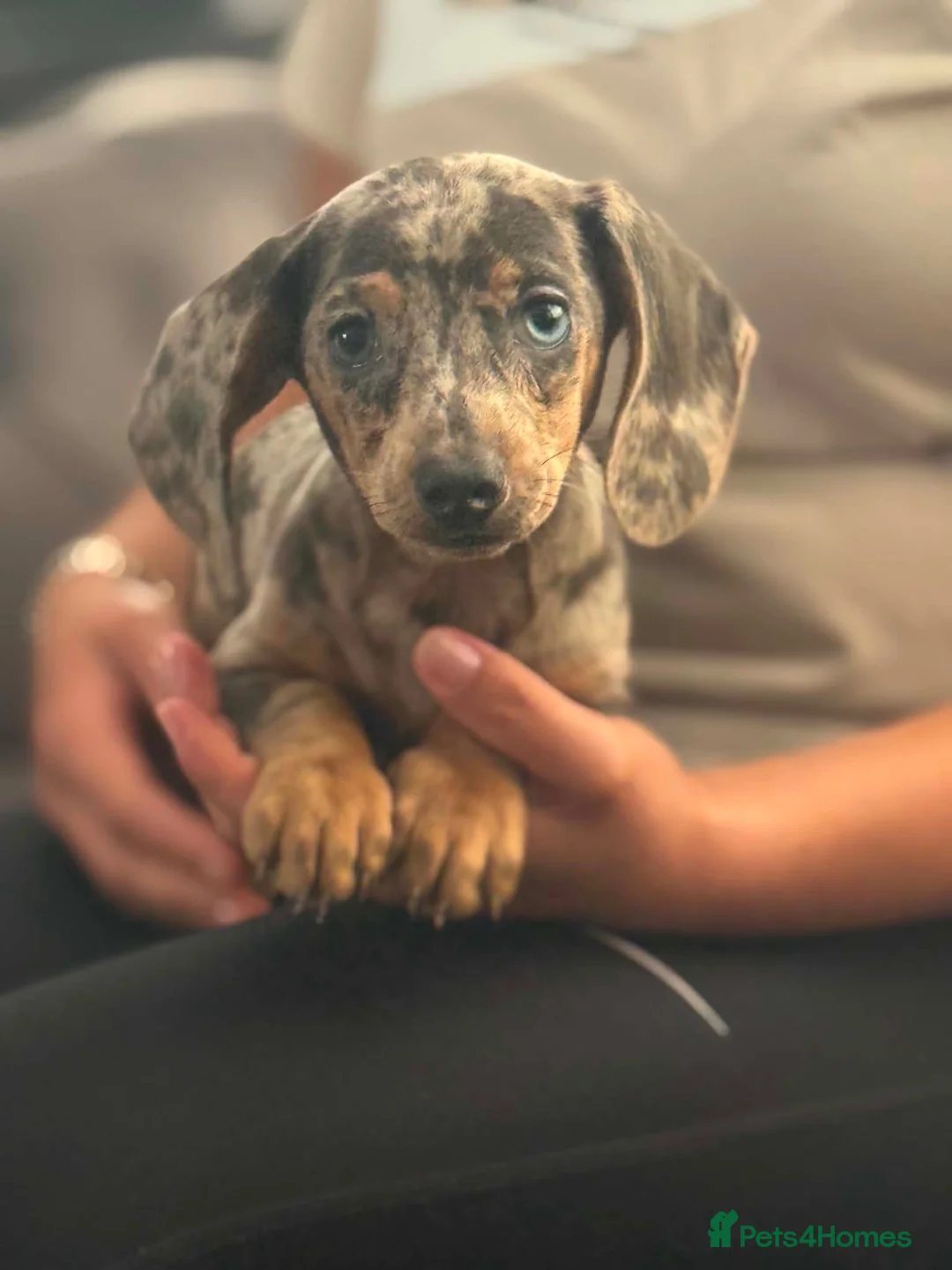 Miniature Dachshund dogs for sale: Miniature dachshund  - Advert 5