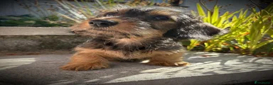 Miniature Dachshund 1