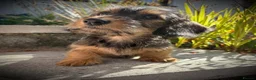 Miniature Dachshund dogs for sale: Boy and girl miniature wire haired dachshund  - Advert 10