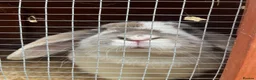 Mini Lop rabbits for sale: Belle and Fudge in Goole - Advert 5