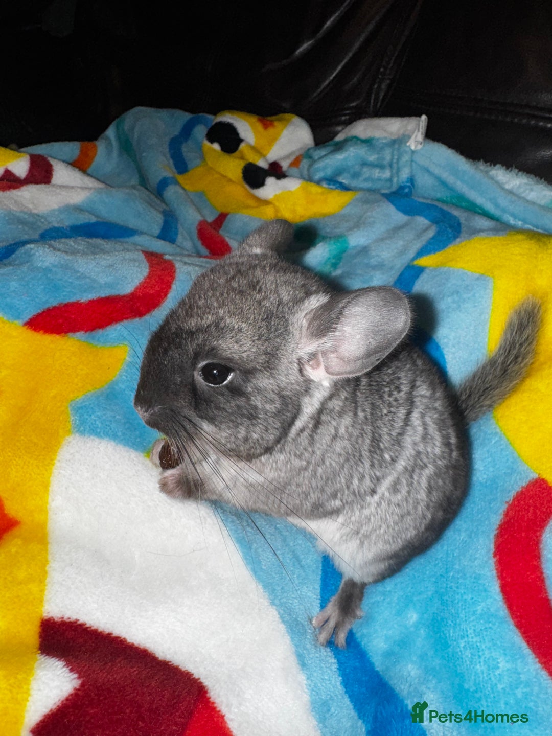 Chinchilla rodents for sale: 1 Grey Male Baby Chinchilla For Sale  - Image 6
