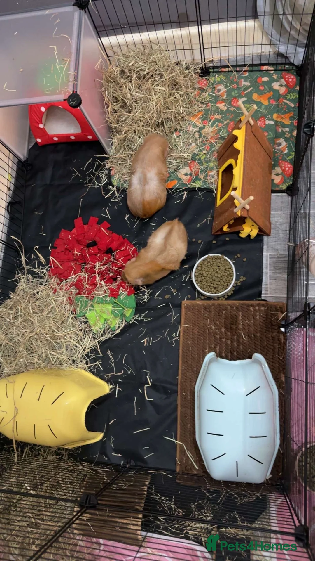 Guinea Pig rodents for sale: 2 bonded female guinea pigs  in Barnsley - Advert 6