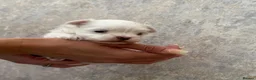 Maltese dogs for sale: One Beautiful Korean Maltese boy left for sale 🐾  - Advert 16