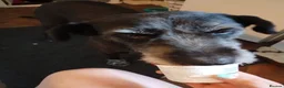 Mixed Breed dogs for adoption: Meet Paige, currently residing in West Midlands in Stourbridge - Advert 6
