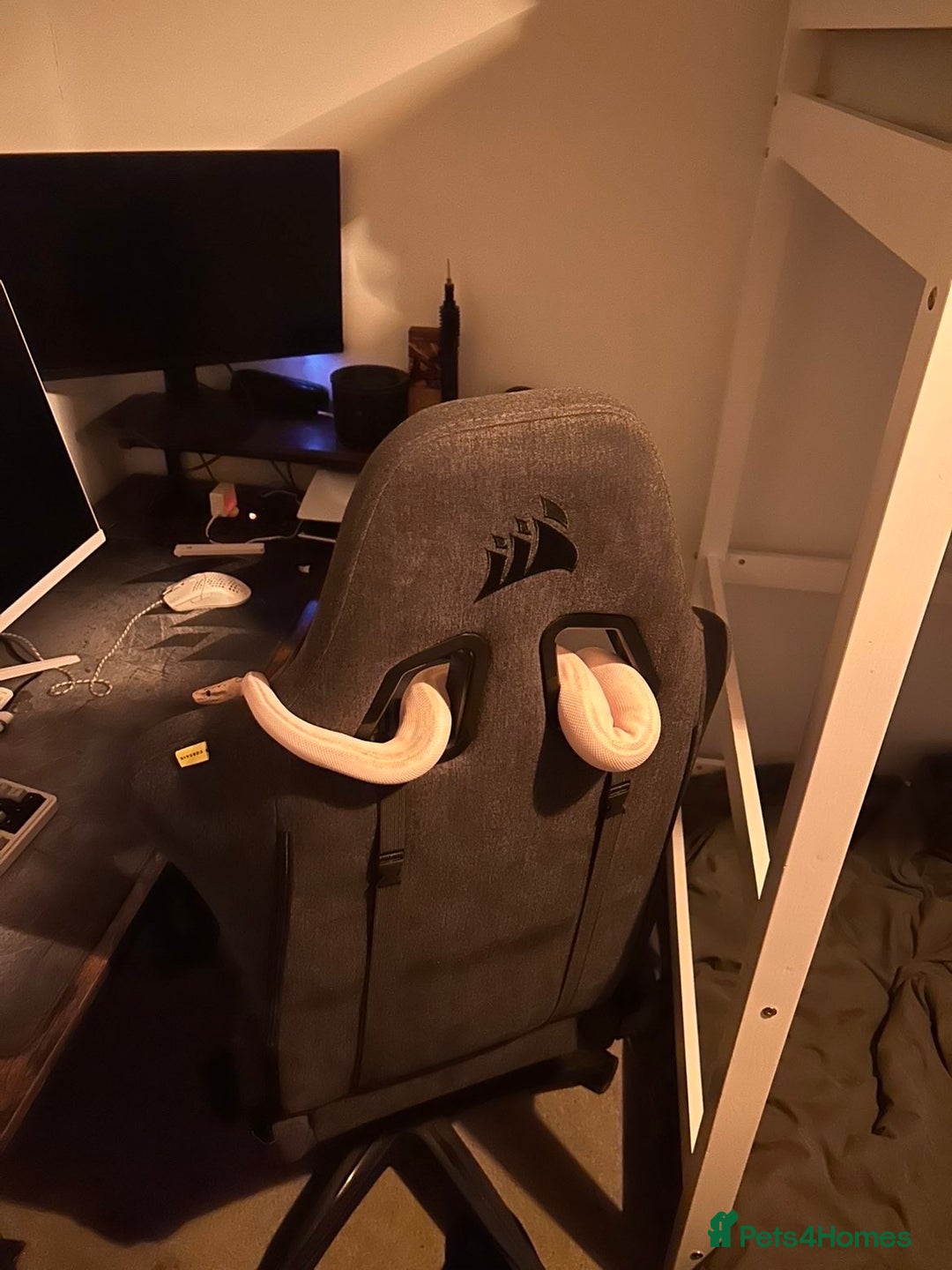 Python Snake reptiles for sale: Super lemon pastel highway ball python  - Advert 2