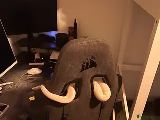 Python Snake reptiles Super lemon pastel highway ball python - Advert 14