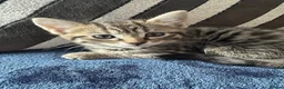 British Shorthair cats for sale: Beautiful Tabby Male Kitten –Ready Now - Advert 14