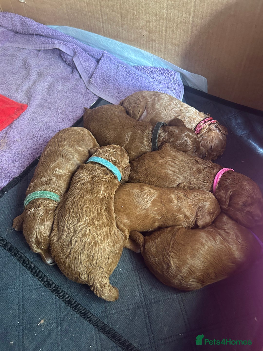 Cavapoo dogs for sale: 7 gorgeous F1b Cavapoo Puppies (4 girls & 3 boys)  - Image 2