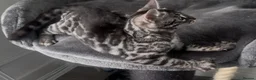 Bengal cats for sale: Exceptional kittens in silver, brown and charcoal - Advert 13