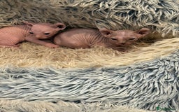 Sphynx cats for sale: Elf SPHYNX  - Image 1