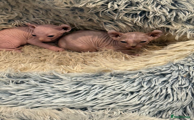 Sphynx cats - Advert 3