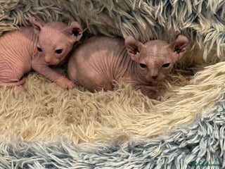 Sphynx cats - Advert 2