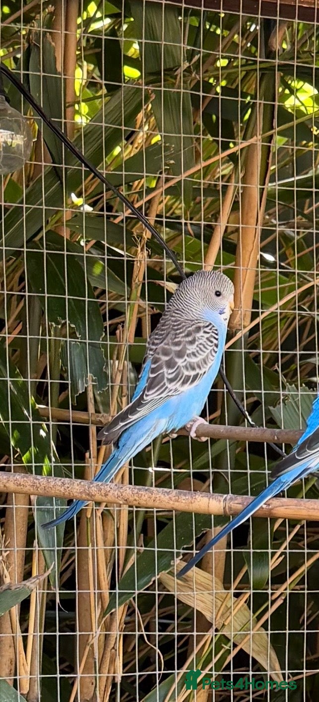 Budgerigars birds Pretty Blue Budgie Female  - Advert 2