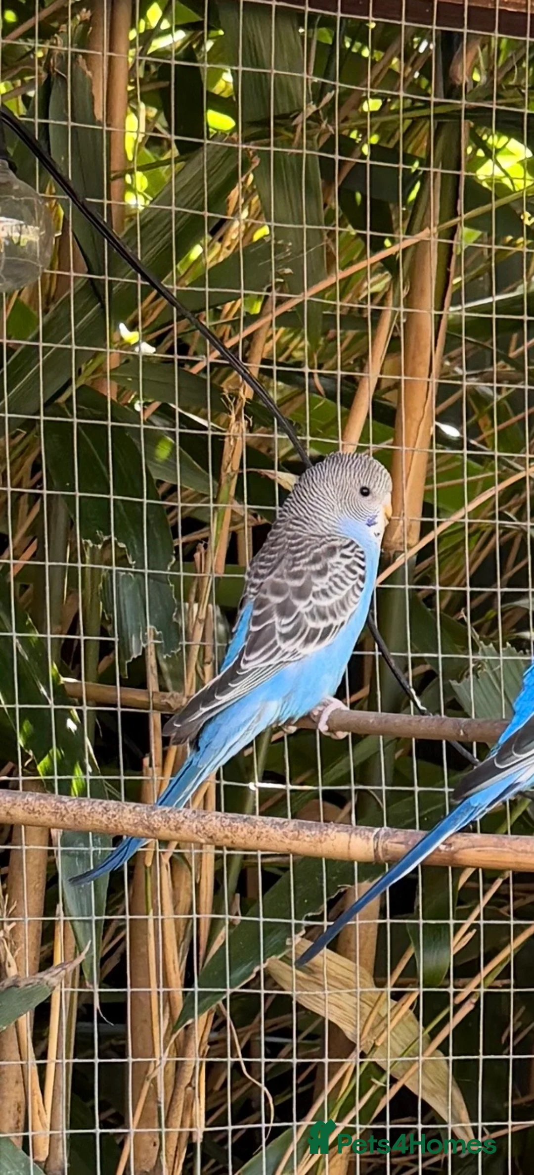 Budgerigars birds for sale: Pretty Blue Budgie Female  - Advert 1