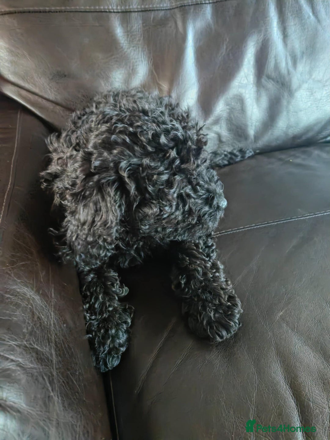 Mixed Breed cats for sale: For sale miniature poodle last boy and last girl  - Advert 6